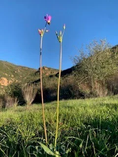 32797 Mulholland photo 2