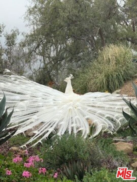 23255 W Paloma Blanca Drive Malibu CA 90265 54 23255 W Paloma Blanca Drive Malibu CA 90265